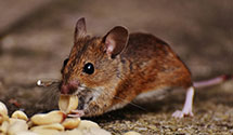 24 Hour & Emergency Exterminators in Summit, OK